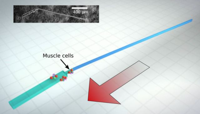 Κολυμβητικό «βιορομπότ» κινείται με ζωντανά κύτταρα