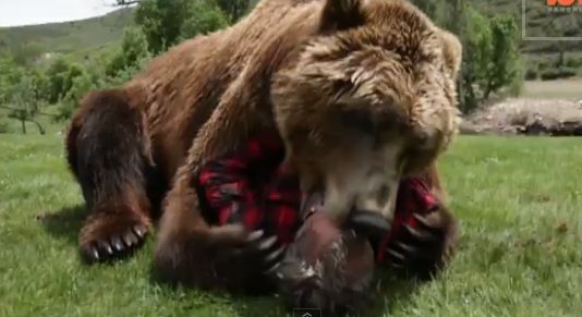 Δείτε τα παιχνίδια και τα χάδια μιας αρκούδας με τον 71χρονο γητευτή της