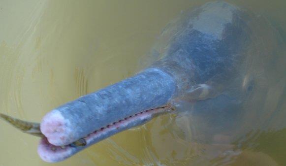 Πρώτο νέο είδος ποταμίσιου δελφινιού εδώ και έναν αιώνα