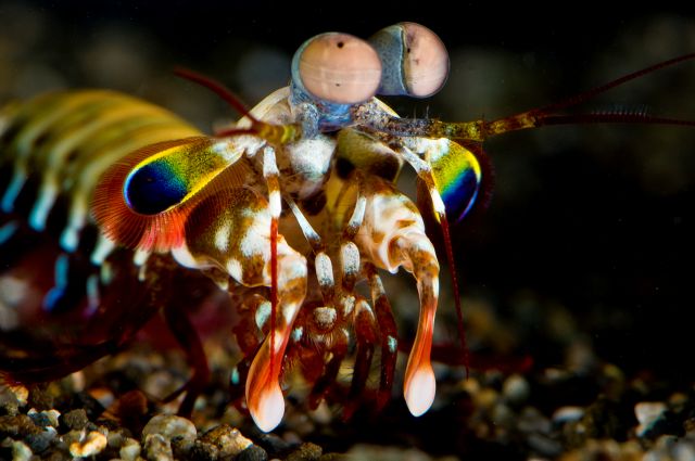 Η κατσαρίδα της θάλασσας βλέπει τον κόσμο με άλλο μάτι