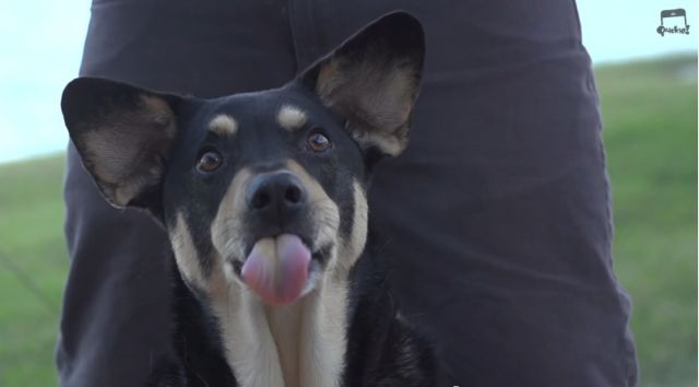 Η γευστική εμπειρία… ζωής ενός σκύλου σε slow motion