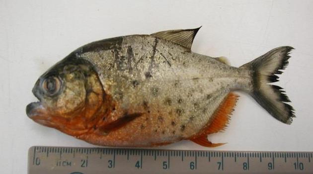 Μπίζνα με πιράνχας που τα δήλωνε ως τροπικά ψάρια είχε στήσει Αμερικανός