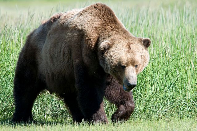 Έργα 1,5 εκατ. ευρώ για τη συνύπαρξη ανθρώπου και αρκούδας στα Γρεβενά