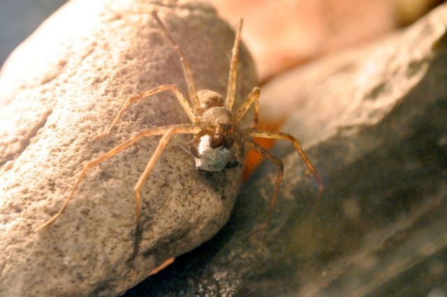 Για τις θηλυκές αράχνες, το περιτύλιγμα του δώρου μετράει