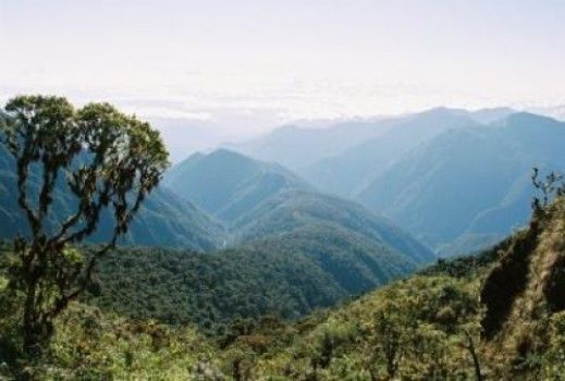 Οι ρίζες των δέντρων «σταθεροποιούν το παγκόσμιο κλίμα»