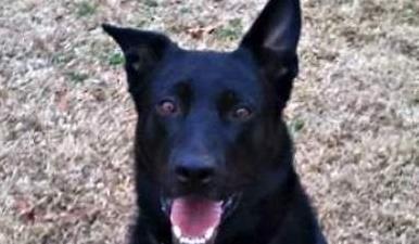 Aστυνομικός σκύλος απολύθηκε, λόγω υπερβολικής τεμπελιάς