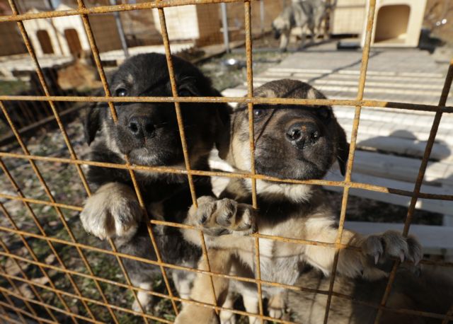 Ρώσος δισεκατομμυριούχος σώζει τους αδέσποτους σκύλους του Σότσι