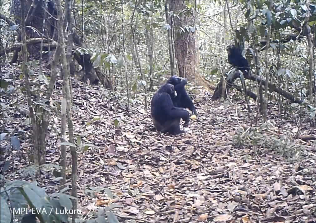 Τεράστιος πληθυσμός χιμπατζήδων σε «χαμένο κόσμο» του Κογκό