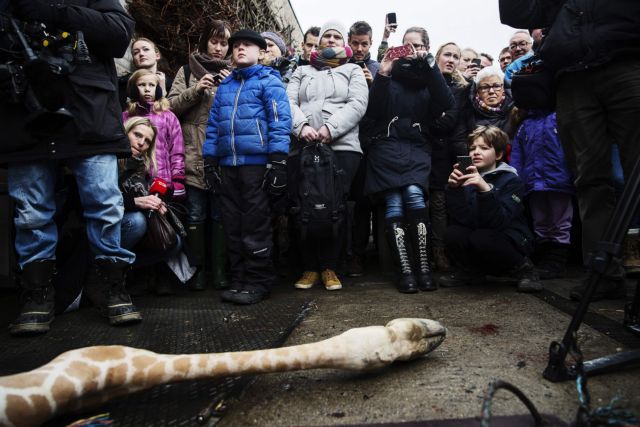 Σάλος από θανάτωση καμηλοπάρδαλης ενώπιον παιδιών σε ζωολογικό κήπο