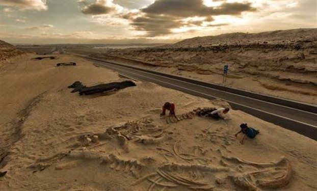 Nεκροταφείο φαλαινών αποκαλύφθηκε στην έρημο της Χιλής
