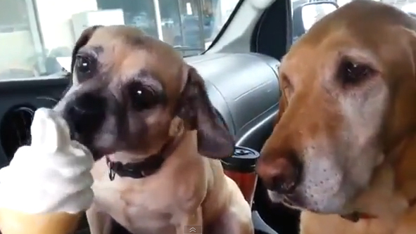 Ακόμα και οι σκύλοι δυσκολεύονται να μοιραστούν ένα παγωτό χωνάκι