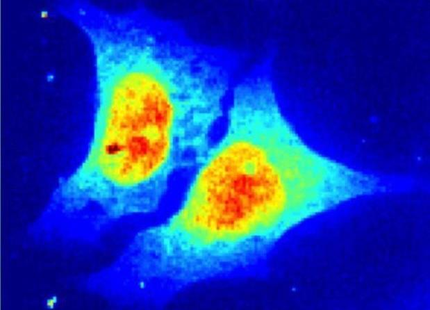 Η πρώτη ακτινογραφία ζωντανού κυττάρου