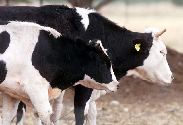 Κρούσματα της νόσου των «τρελών αγελάδων» στη Φθιώτιδα