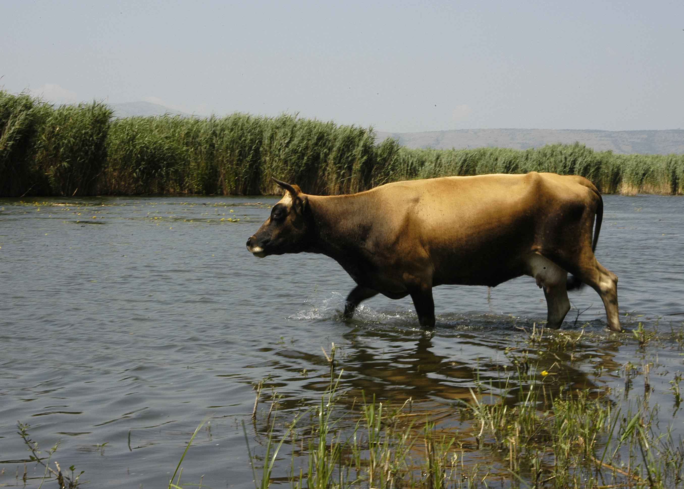 Απολύτως ασφαλές το βόειο κρέας, λέει το υπουργείο Αγροτικής Ανάπτυξης