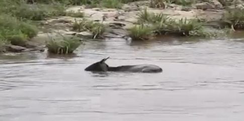 Όταν ένας ιπποπόταμος σώζει γκνου από κροκόδειλο