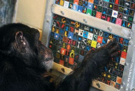Η Πάνζι ο χιμπατζής βάζει τα γυαλιά σε ανθρώπους