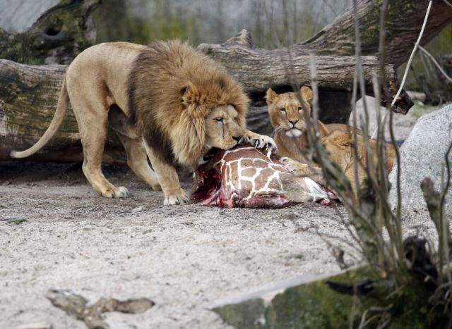 Λιοντάρια θανάτωσε αυτή τη φορά ο Ζωολογικός Κήπος της Κοπεγχάγης