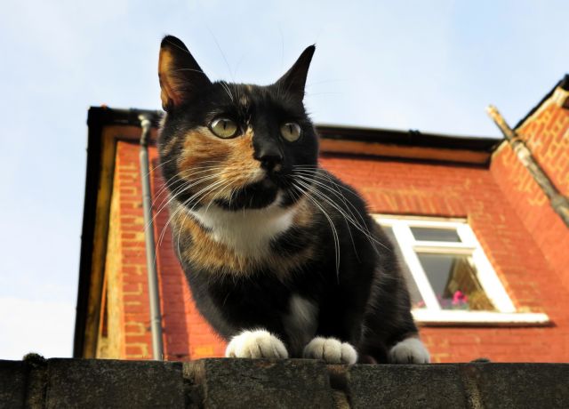 Φυματίωση των βοοειδών μεταδόθηκε σε ανθρώπους από γάτες στη Βρετανία
