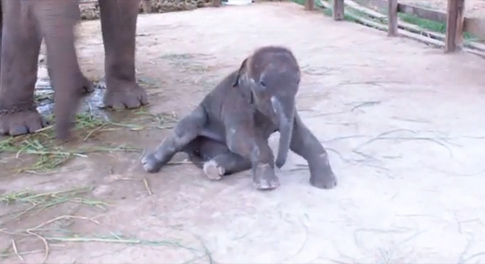 Όταν ένα μικρό ελεφαντάκι προσπαθεί να σταθεί στα πόδια του