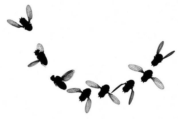 Οι μύγες στρίβουν πιο γρήγορα από τη σκιά τους