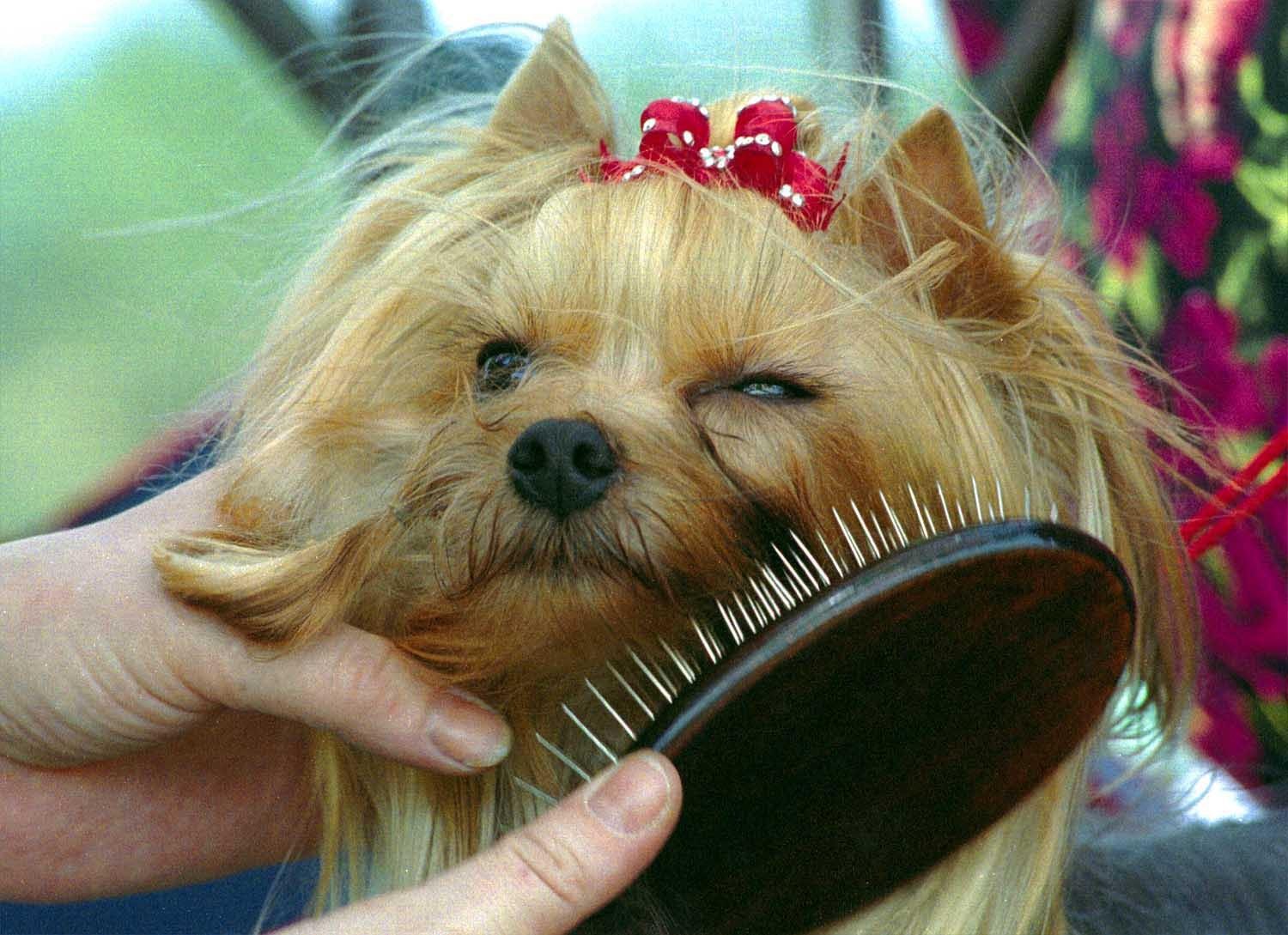 Στο πρώτο ραντεβού δεν της έκλεψε την καρδιά, αλλά το σκύλο και μια TV