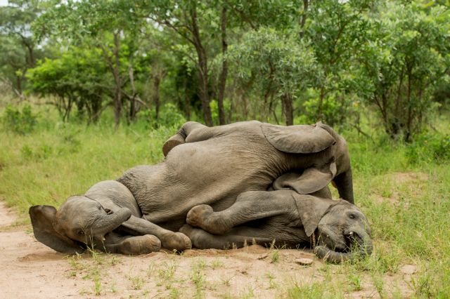 Νεαροί ελέφαντες «το ρίχνουν έξω» και μεθούν σε πάρκο στη Ν.Αφρική