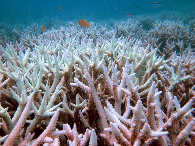 Ανήσυχη η Unesco για την απόθεση υλικών στο Μεγάλο Κοραλλιογενή Υφαλο