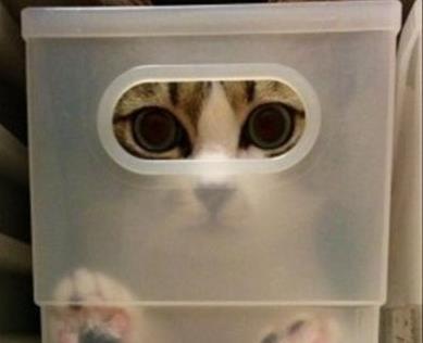 Όταν τα ζώα προσπαθούν να παίξουν κρυφτό