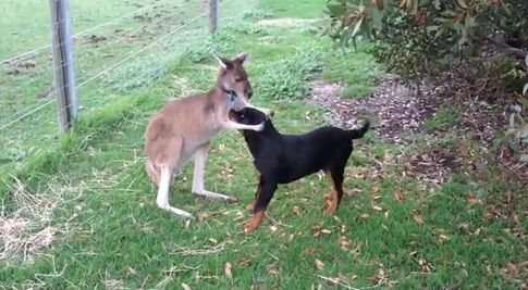 Καγκουρό και σκύλος τα καλύτερα φιλαράκια στην Αυστραλία