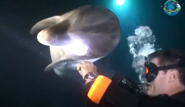 Πληγωμένο δελφίνι ζητά τη βοήθεια ανθρώπου