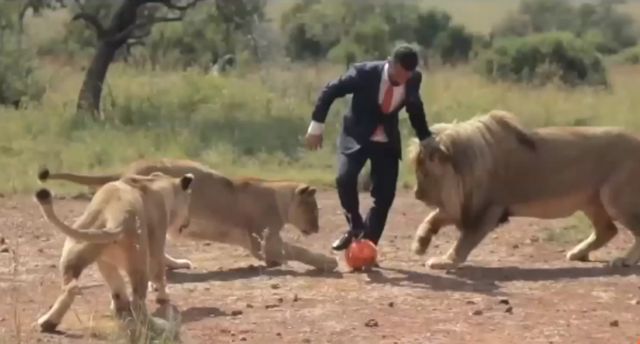 Γητευτής λιονταριών παίζει μπάλα με τα αιλουροειδή του