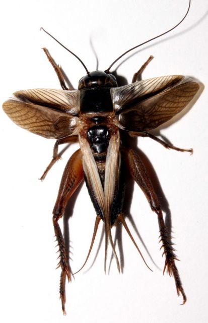 Παρασιτικές μύγες φέρνουν τη σιωπή των γρύλων