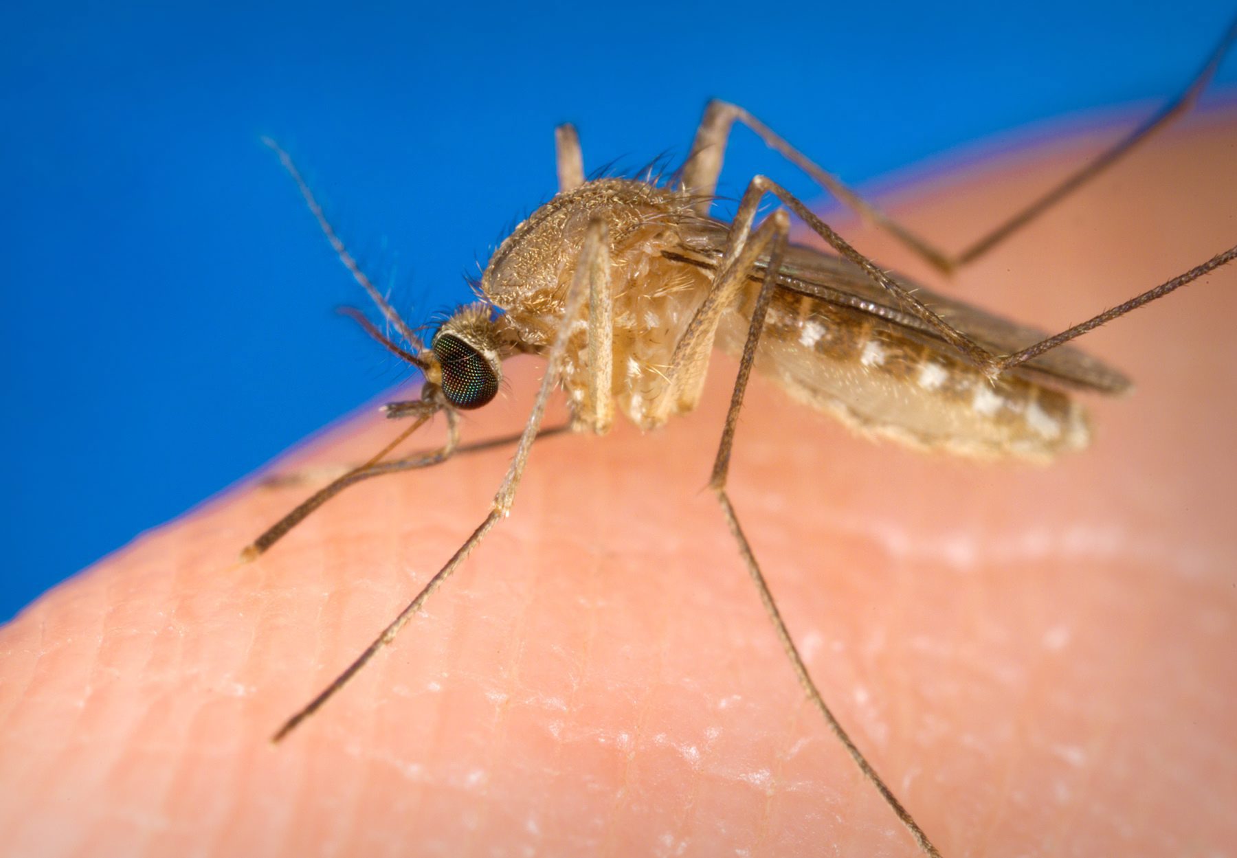 Η σταδιακή εξάλειψη των θηλυκών κουνουπιών στη μάχη κατά της ελονοσίας