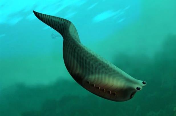 Ψάρι 500 εκατ. ετών δίνει στοιχεία για την προέλευση των σπονδυλωτών