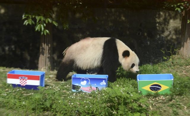 Κίνα: Απαγορεύτηκαν οι προβλέψεις των πάντα για το Μουντιάλ