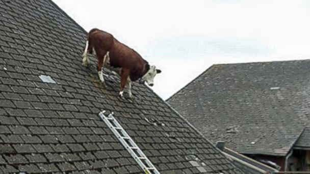 Τι ακριβώς κάνει μια αγελάδα πάνω στη σκεπή;