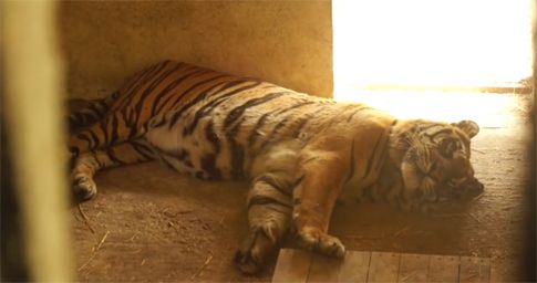 Έκκληση για τη μεταφορά τίγρης από τα Τρίκαλα στο Σαν Ντιέγκο