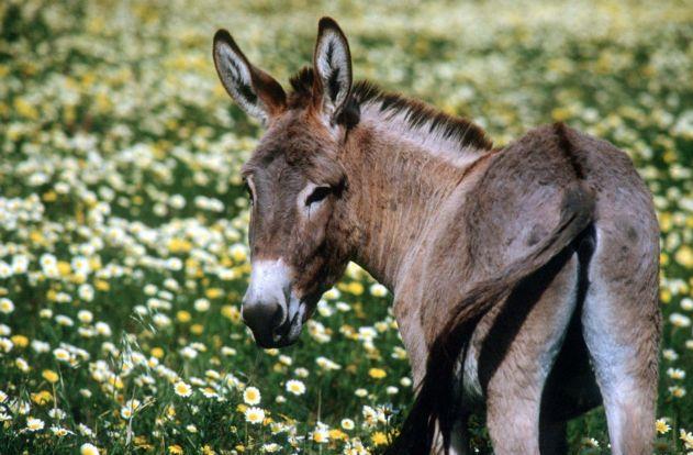 Οι «γαϊδουροφωνάρες» τρόμαξαν επίδοξο κλέφτη στη Βρετανία