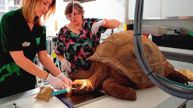 Με συμπτώματα ιγμορίτιδας η χελώνα του ζωολογικού κήπου του Μπρίστολ