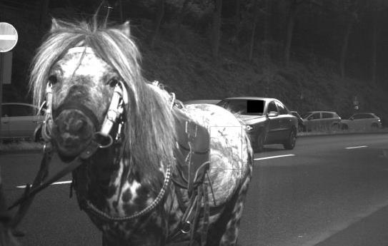 Πόνι «χτύπησε» σε κάμερα της τροχαίας για υπερβολική ταχύτητα