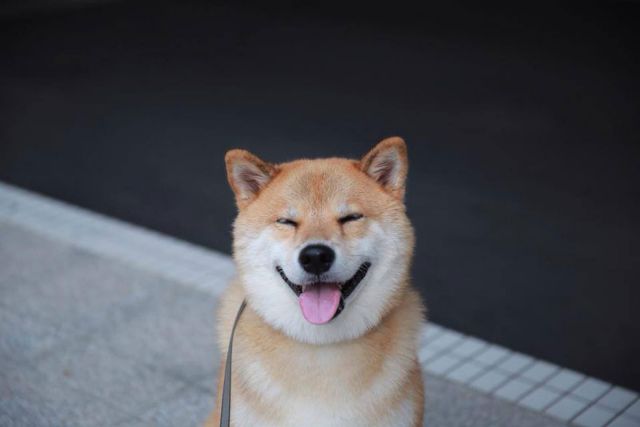 Μαρού, ο πιο γελαστός σκύλος του κόσμου