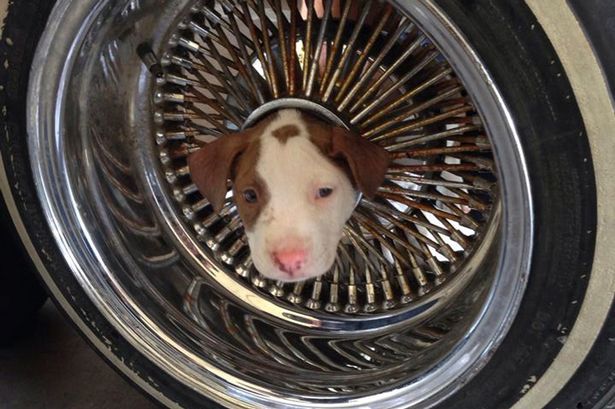 Κουτάβι σφήνωσε στη ρόδα αυτοκινήτου