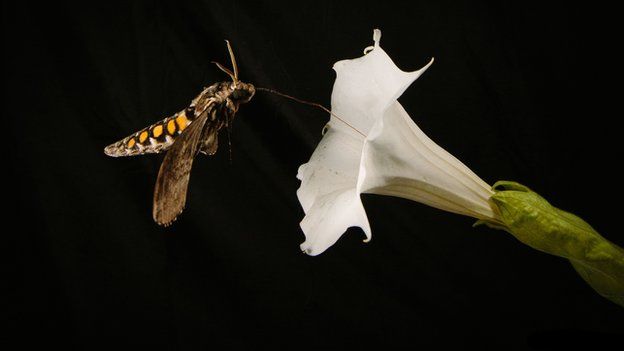 Τα καυσαέρια εμποδίζουν τα έντομα να μυρίσουν τα λουλούδια