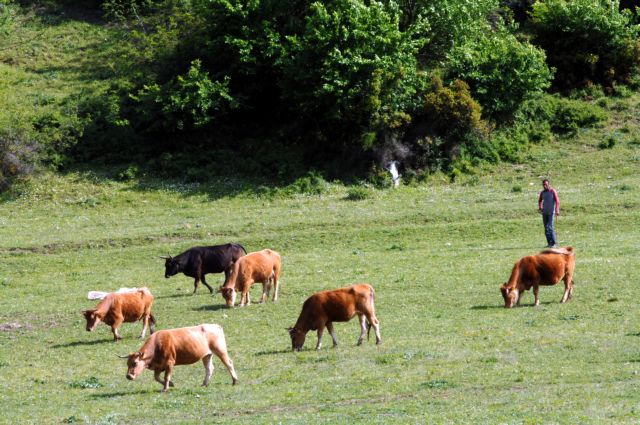Μεταφορά 250 εκατ. ευρώ στην κτηνοτροφία στο πλαίσιο της νέας ΚΑΠ ζητά ο ΣΕΚ