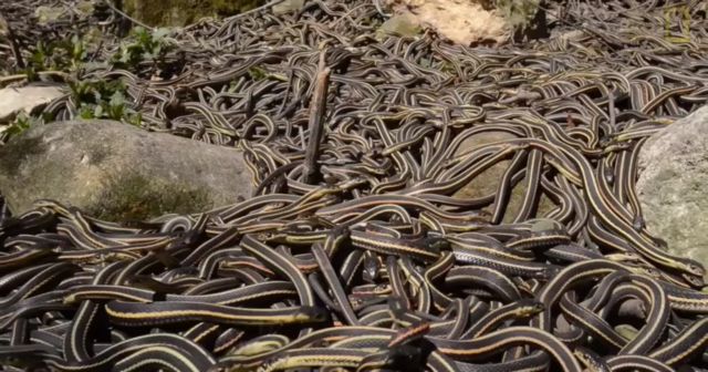 Κατάδυση στο λάκκο με τα 75.000 φίδια
