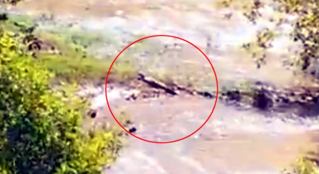 To μυστήριο της εμφάνισης κροκόδειλου προσπαθούν να λύσουν στο Ρέθυμνο