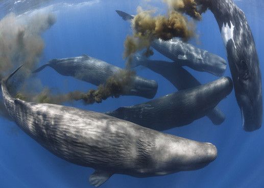 Τα κακά των φαλαινών «ευλογία για τους ωκεανούς»