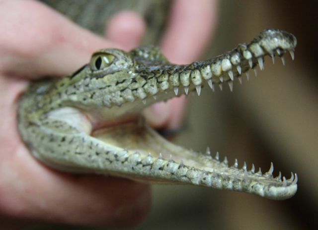 Δήμαρχος στο Μεξικό παντρεύτηκε κροκόδειλο