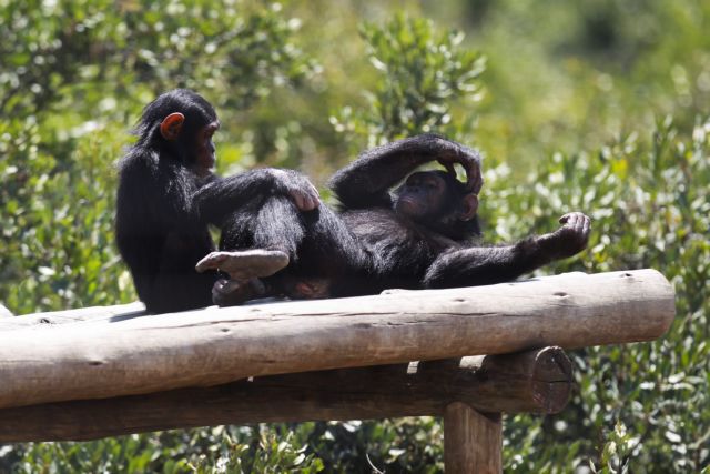 Η ευφυΐα είναι κληρονομική και στους χιμπαντζήδες