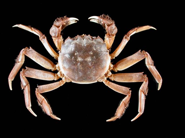 Κάβουρας κλέβει τη μπίρα εικονολήπτη